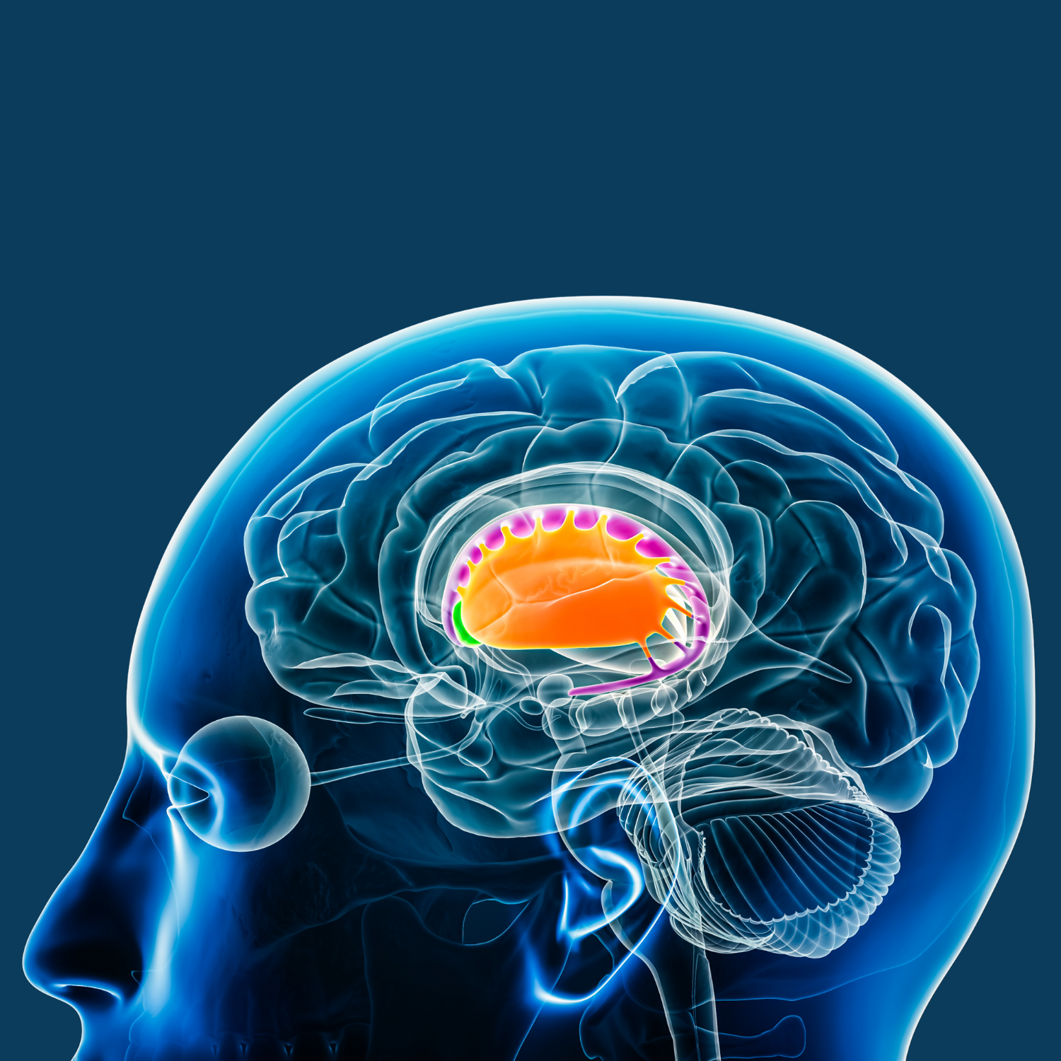 striatum_AdK2025