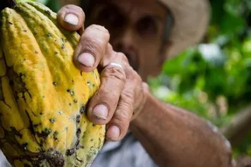Filière cacao : rendre les engagements plus efficaces