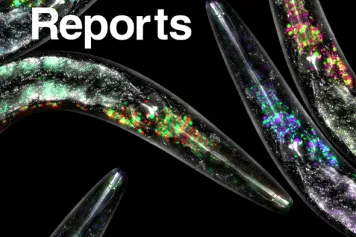 Therapy-induced DNA methylation inactivates MCT1 and renders tumor cells vulnerable to MCT4 inhibition