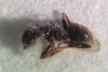 Isolement spatial, contagion et maladie au sein de la fourmilière