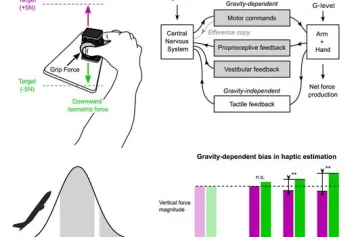 Une illusion haptique créée par la gravité