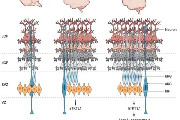 La neurogenèse cérébrale à l'échelle de l'évolution