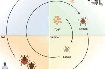 Analyse de l'émergence et de la propagation du virus Powassan dans le Nord-Est des États-Unis