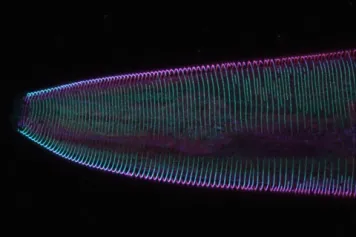 Une protéine de transfert lipidique assure l'imperméabilité cuticulaire des nématodes 
