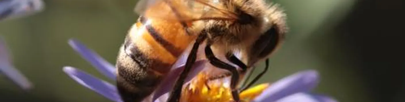 Abeilles : belles de ville