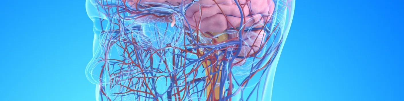En quoi les vaisseaux sanguins de notre cerveau sont-ils spéciaux ?