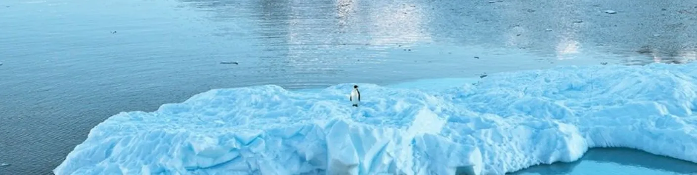 Les efforts actuels de conservation de l'Antarctique sont insuffisants pour éviter le déclin de la biodiversité
