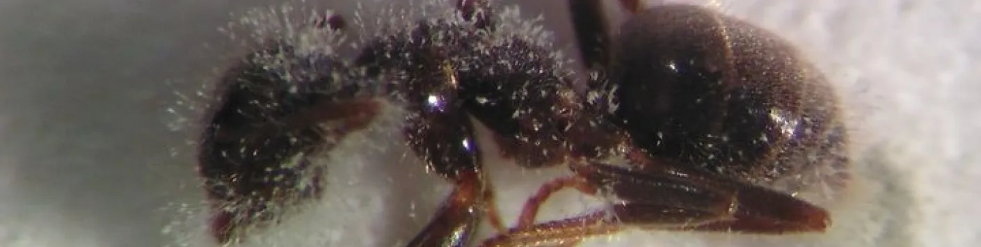 Isolement spatial, contagion et maladie au sein de la fourmilière