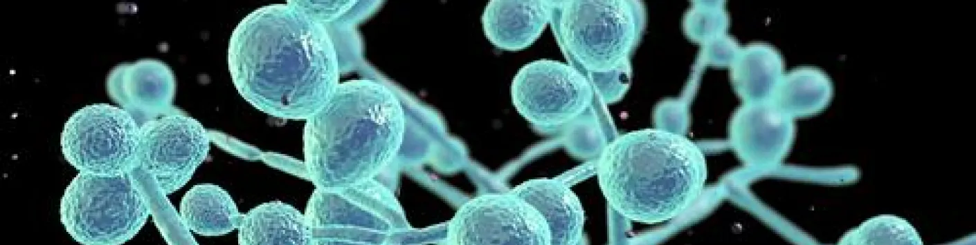 ? Infections fongiques : le rôle de Mep2