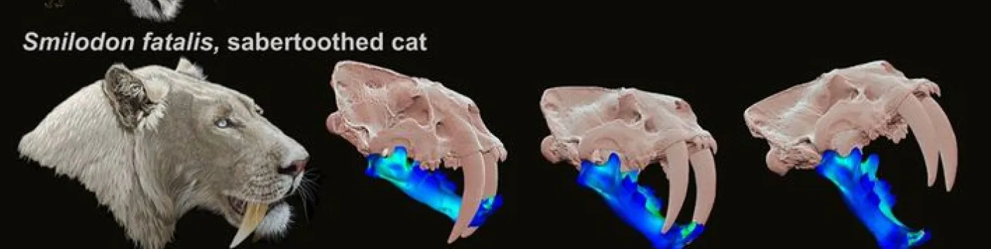 La fonction multiple des mandibules de type félin met en évidence un continuum d'adaptations des dents de sabre. 