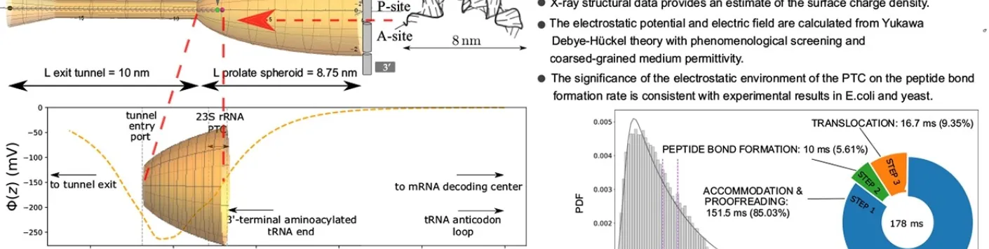 Un modèle géométrique simple de l'environnement électrostatique autour du centre catalytique du ribosome et sa signification pour la cinétique du cycle d'élongation