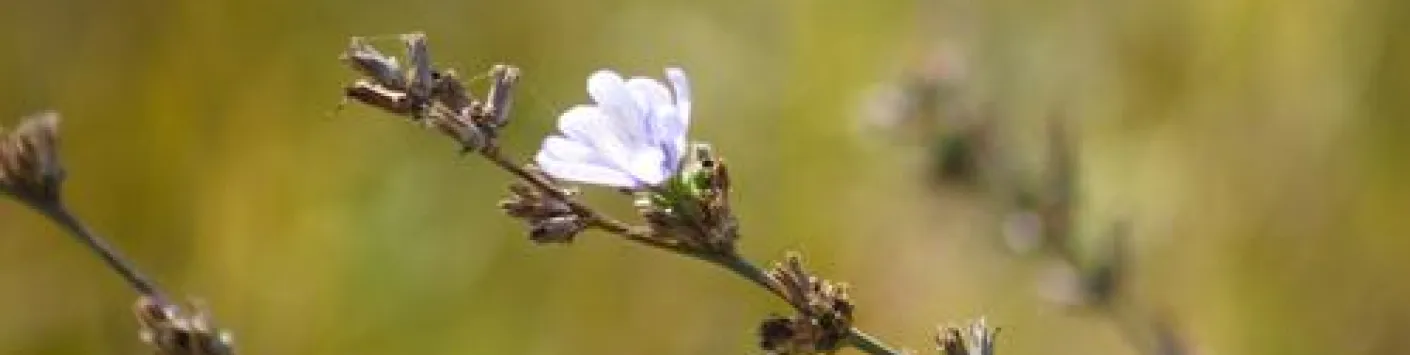 Éthique de l’environnement et espèces végétales menacées